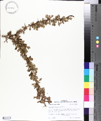 Crataegus spathulata image