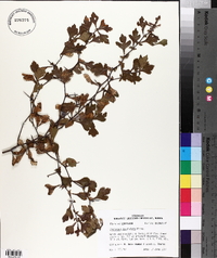 Crataegus spathulata image