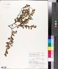 Crataegus spathulata image