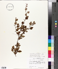 Crataegus spathulata image