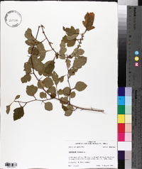 Crataegus viridis image