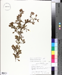 Crataegus spathulata image