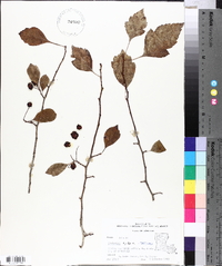 Crataegus viridis image