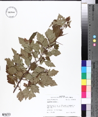 Crataegus viridis image