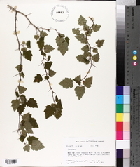 Crataegus iracunda image