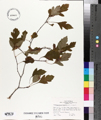 Crataegus brachyacantha image