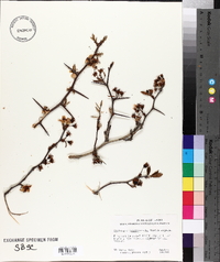 Crataegus brachyacantha image