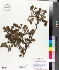 Crataegus spathulata image