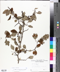 Crataegus viridis image