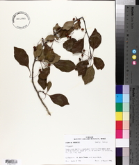 Crataegus viridis var. nitens image