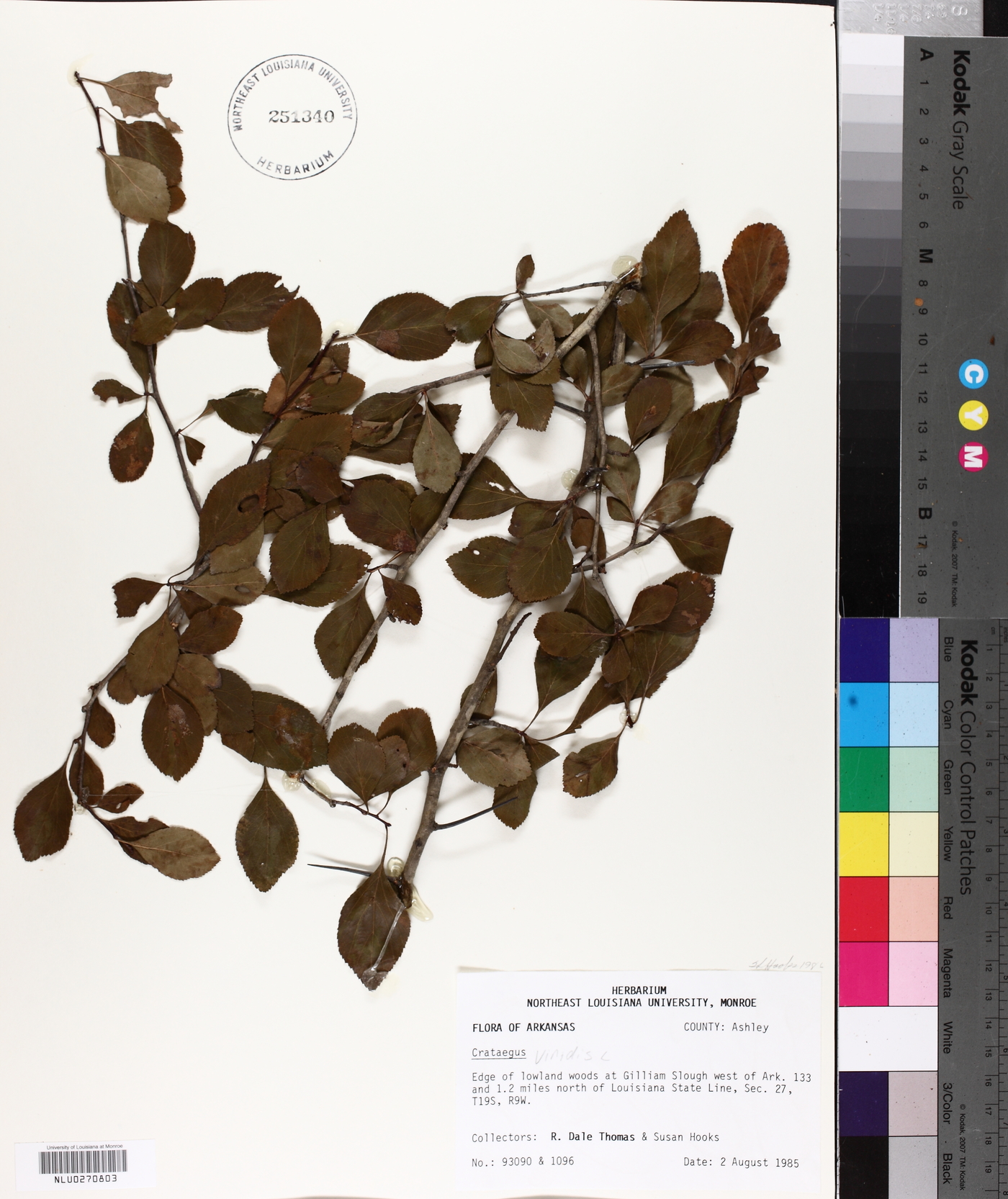 Crataegus viridis image