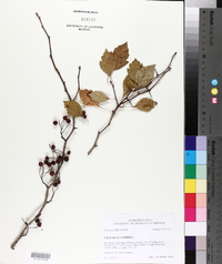 Crataegus viridis image