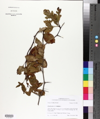 Crataegus viridis var. nitens image