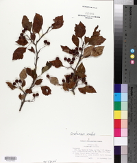 Crataegus viridis image