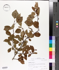 Crataegus viridis image