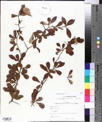 Crataegus crus-galli var. pyracanthifolia image