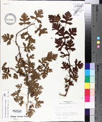 Crataegus marshallii image