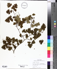 Crataegus marshallii image