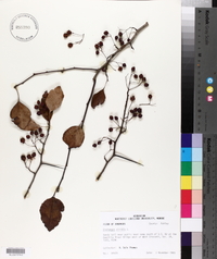 Crataegus viridis image