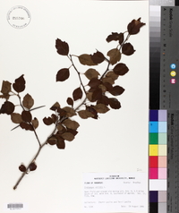 Crataegus viridis var. nitens image