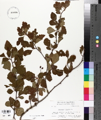 Crataegus viridis image