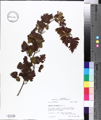 Crataegus marshallii image