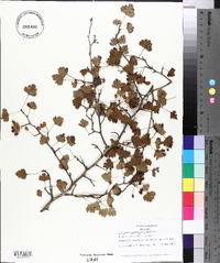 Crataegus marshallii image