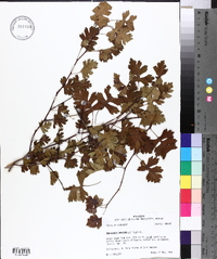 Crataegus marshallii image