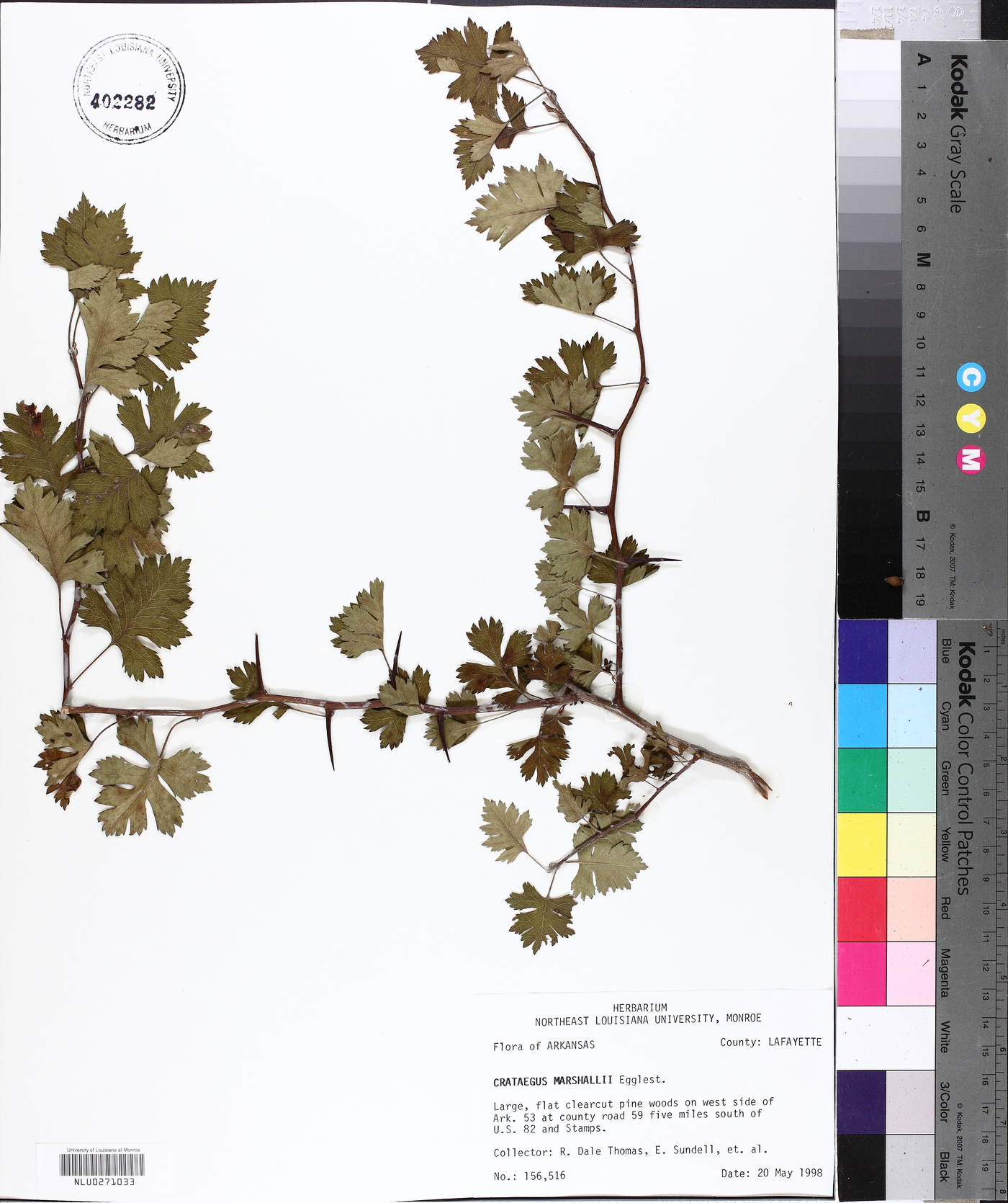 Crataegus marshallii image