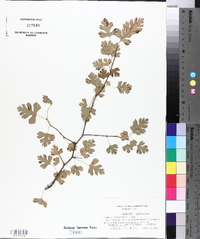 Crataegus marshallii image