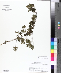 Crataegus marshallii image