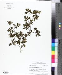 Crataegus marshallii image