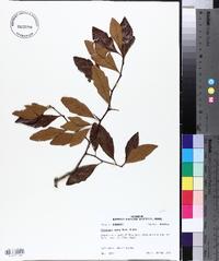 Crataegus opaca image