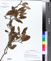 Crataegus opaca image