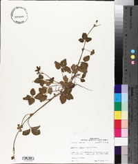 Potentilla indica image