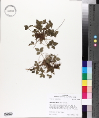 Potentilla indica image