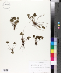 Potentilla indica image