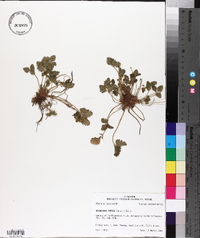 Potentilla indica image