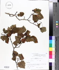 Crataegus pruinosa var. rugosa image