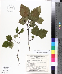 Crataegus pruinosa image