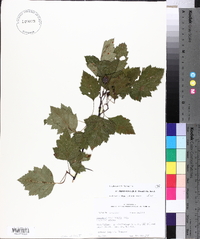 Crataegus pruinosa image