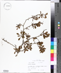 Crataegus spathulata image