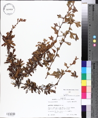 Crataegus spathulata image