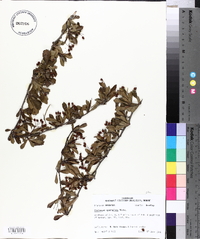 Crataegus spathulata image