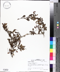 Crataegus spathulata image