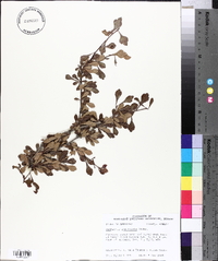 Crataegus spathulata image
