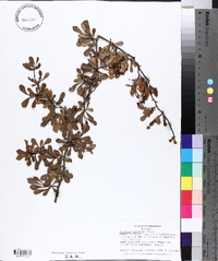 Crataegus spathulata image