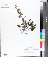 Crataegus spathulata image