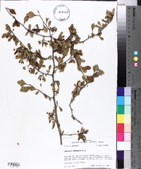 Crataegus spathulata image