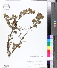 Crataegus spathulata image